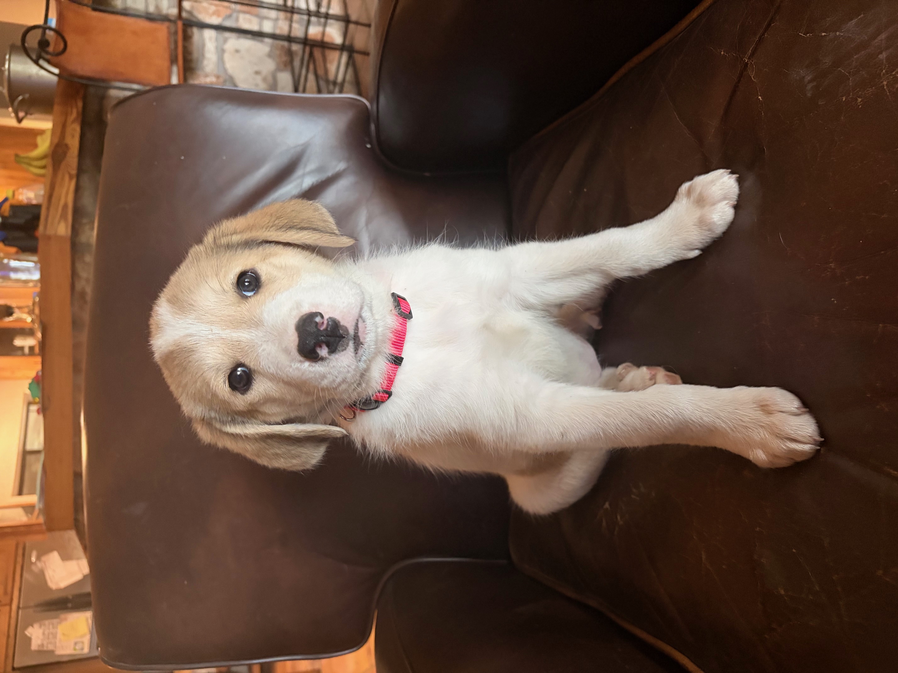 Lady Dillon